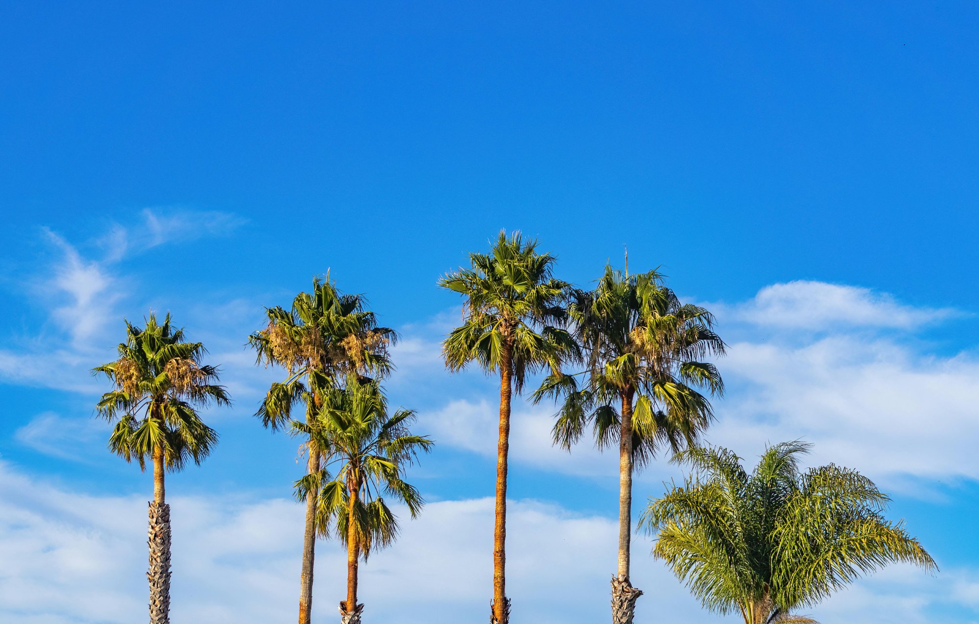 LA palm trees